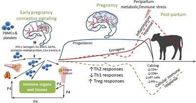 Bovine Immunology: Implications for Dairy Cattle